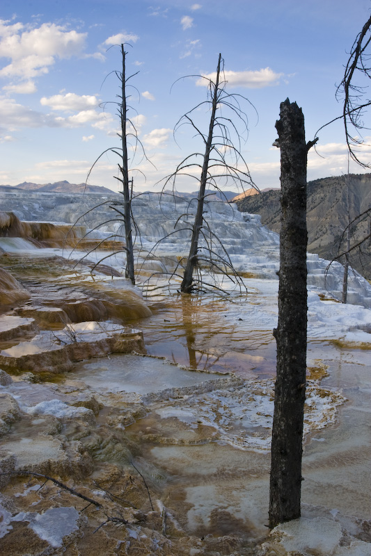 Dead Trees And Canary Spring